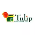 tulip